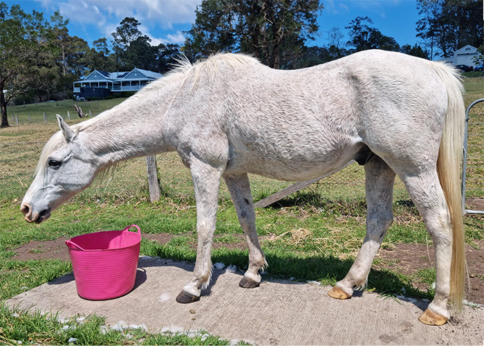 Isaac on Rose-Hip Vital Equine