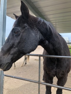 Joker on Rose-Hip Vital Equine