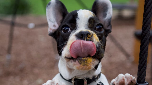 French bulldog licking rosehip powder off his nose. Rose-Hip Vital Canine