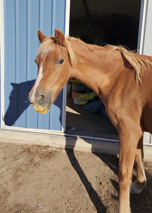 Lo on Rose-Hip Vital Equine