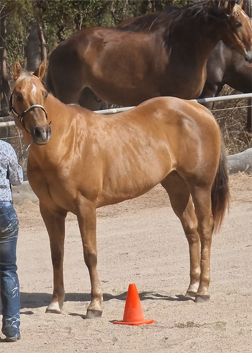 Luna on Rose-Hip Vital Equine