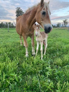 Madonna on Rose-Hip Vital Equine