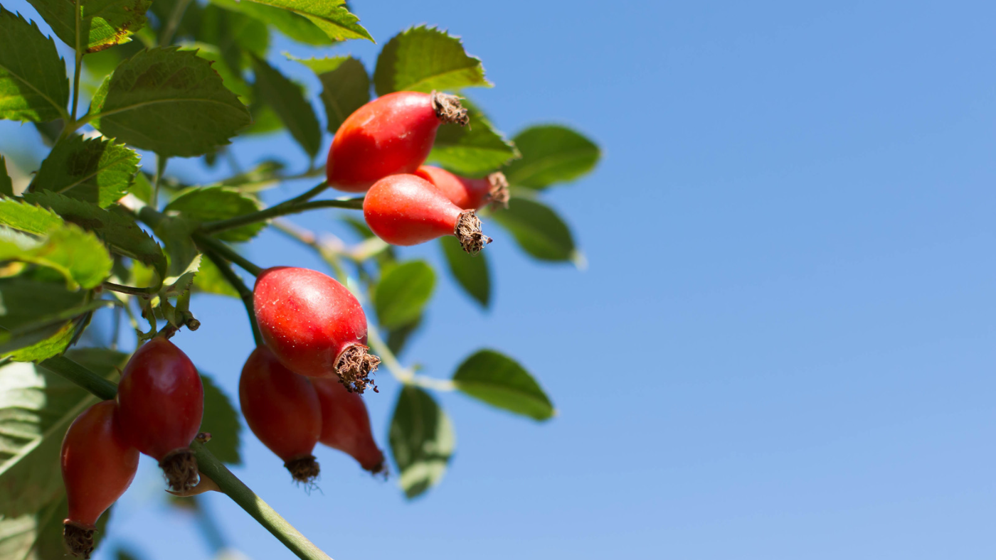 Rosehips growing on a bush. Rosehips for joint pain. Rosehips for inflammation. Rose-Hip Vital.