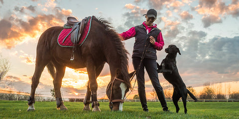 Grazing horse with woman rider and dog. Rose-Hip Vital Equine.