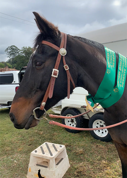 Tippy on Rose-Hip Vital Equine