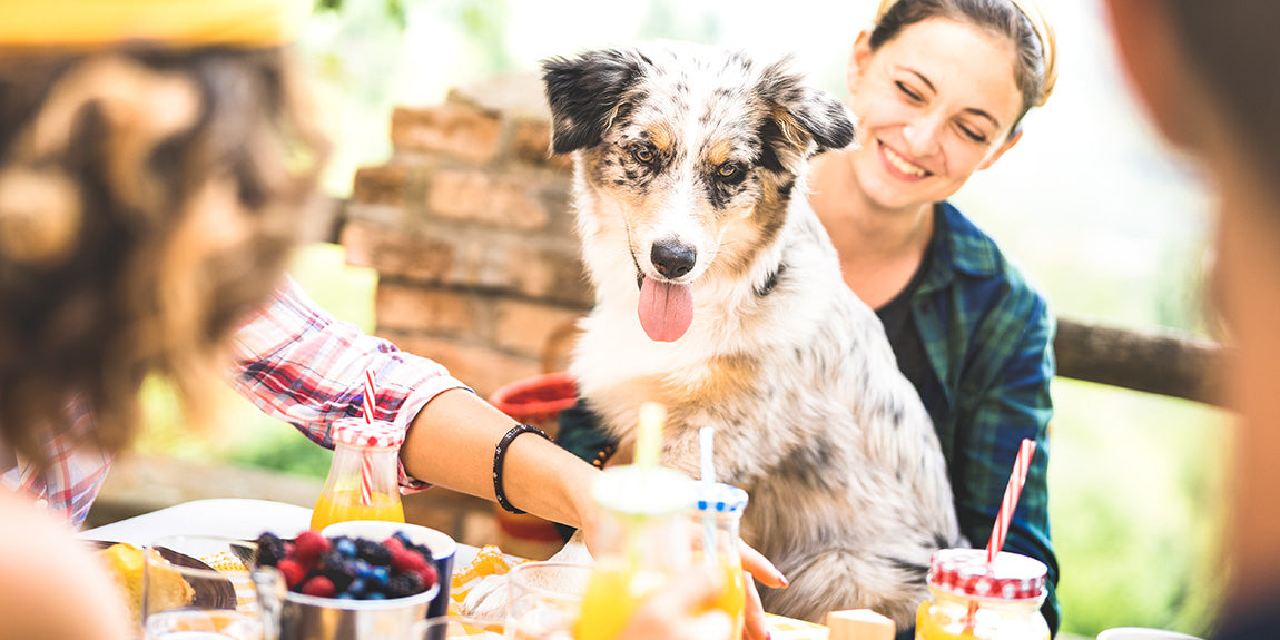 Happy family with dog sharing the benefits of Rose-Hip Vital Canine over a healthy lunch.