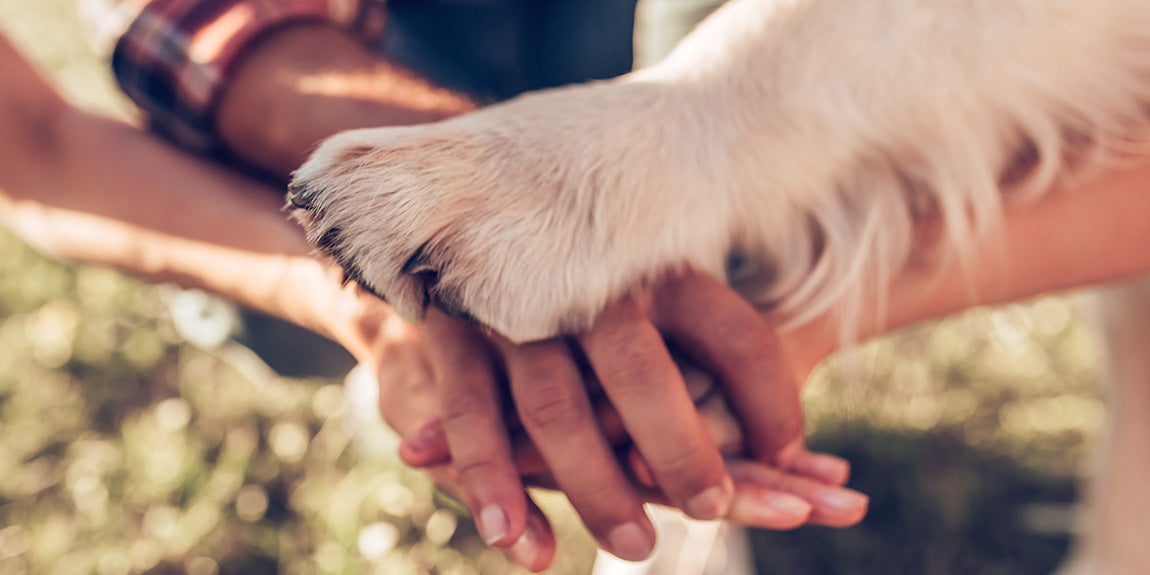 Family celebrating Rose-Hip Vital Canine by joining hands together with their dog.