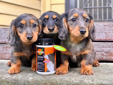 Rose-Hip Vital Canine Powder Tub Three Cute Dogs  