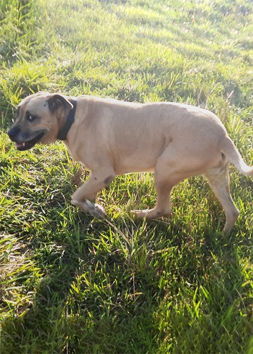 Mindi on Rose-Hip Vital Canine