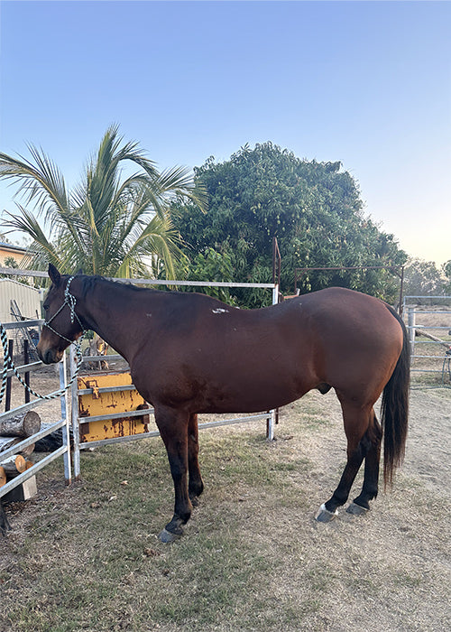 Mr Jones on Rose-Hip Vital Equine