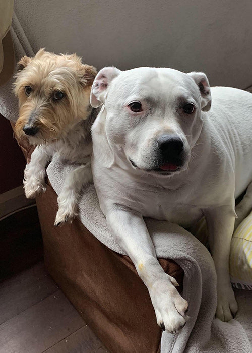 Muzz & brother on Rose-Hip Vital Canine