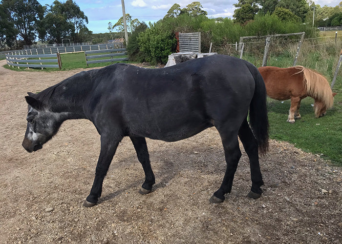 Nimbus on Rose-Hip Vital Equine