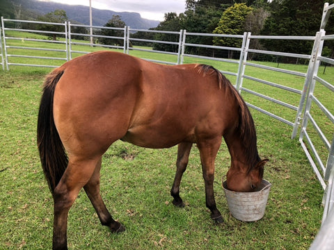 Horse feeding from bucket. Rose-Hip Vital Equine
