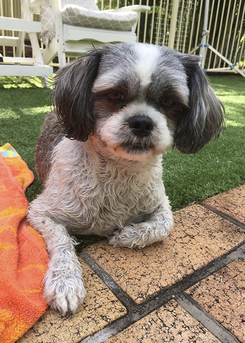 Polly on Rose-Hip Vital Canine