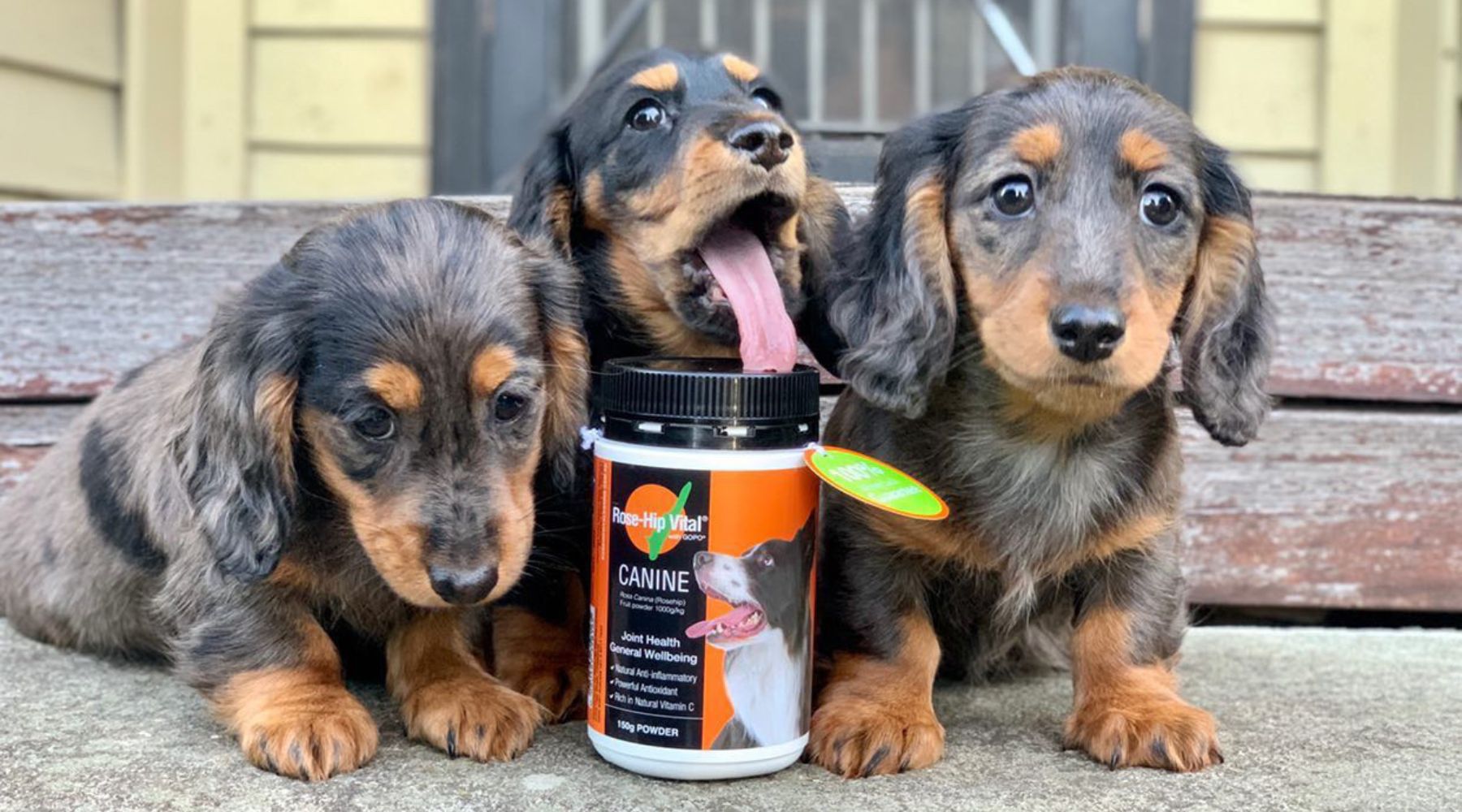 Three dachshunds posing with a tub of Rose-Hip Vital Canine