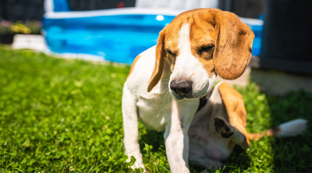 Dog trying to scratch his skin due to skin allergy