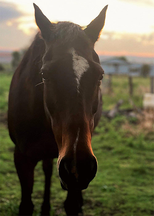 Savannah on Rose-Hip Vital Equine