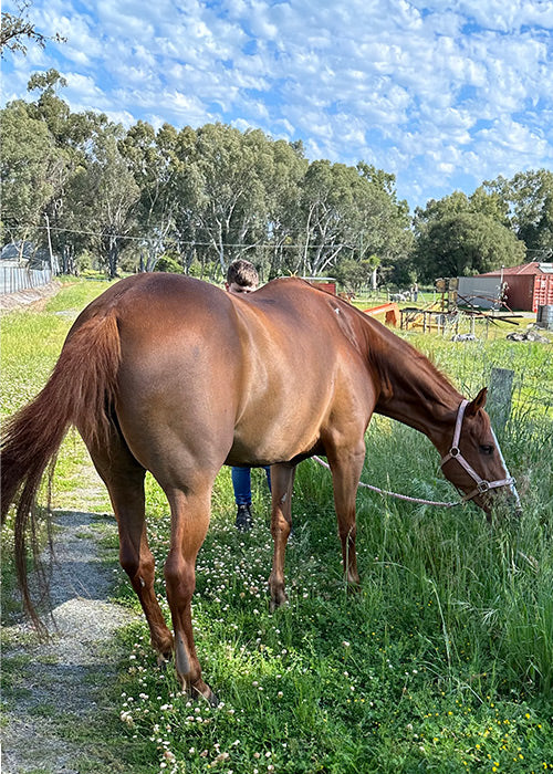 Summer on Rose-Hip Vital Equine