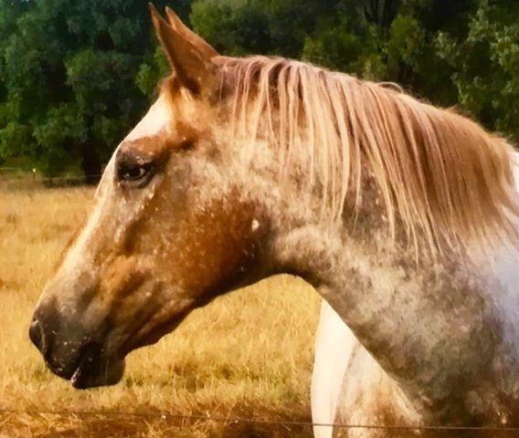 Whiskey Girl on Rose-Hip Vital Equine