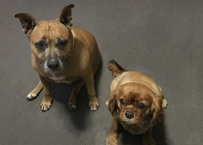 Zoe & Rosie on Rose-Hip Vital Canine