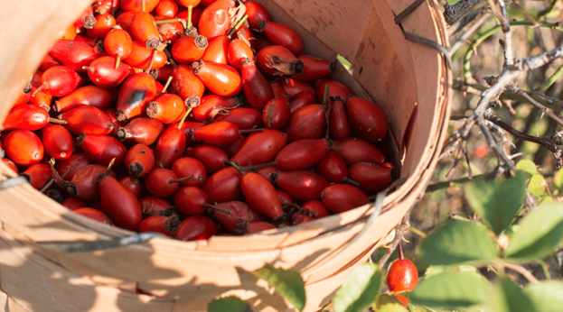 Rosehip of Rosa canina plant