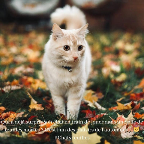 Les chats et les plaisirs d'automne