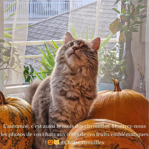 Le mois des citrouilles avec votre chat