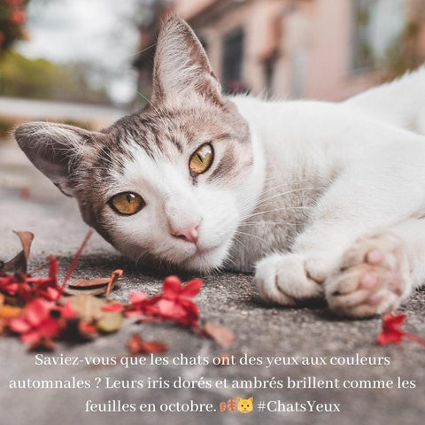 La couleur automnale des yeux de chat