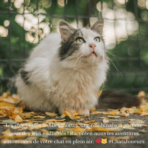 Les chats et les feuilles mortes