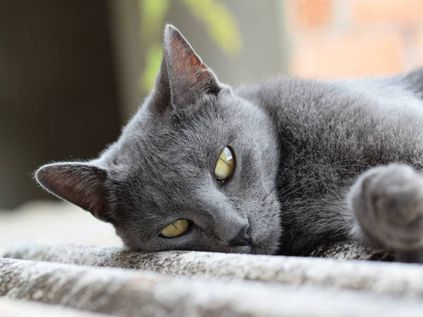 Chartreux