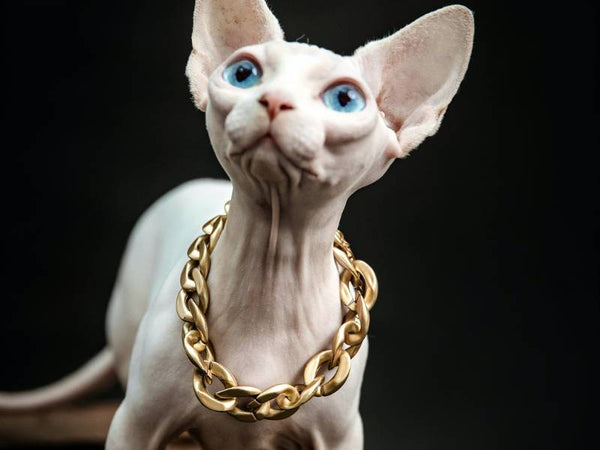 Sphynx