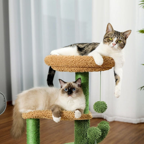 plate-formes supérieures de l'arbre à chat avec 2 chats se prélassant dessus