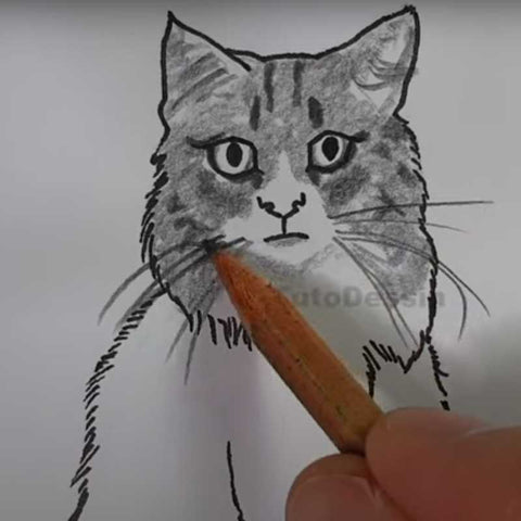 Comment dessiner un chat - Étape 4 : Ajoutez les Détails du Visage