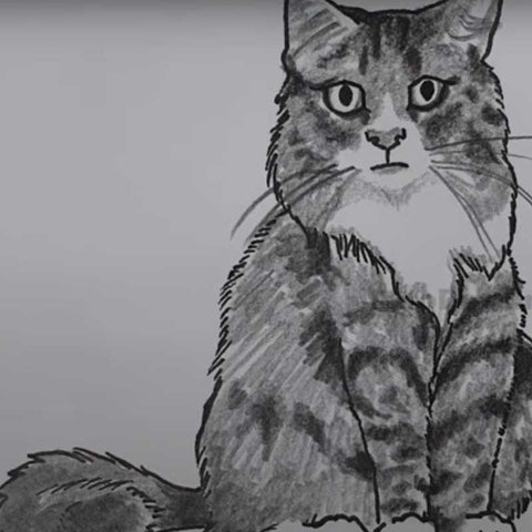 Comment dessiner un chat - Étape 5 : Finalisez le Dessin