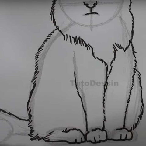 Comment dessiner un chat - Etape 3 : Tracez le Corps et la Queue
