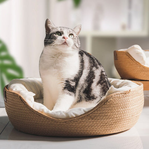 Litière à chat fermée avec filtre anti odeur - SensSwing Site Officiel
