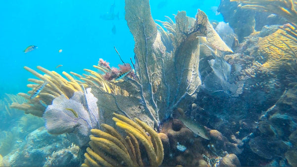 Biscayne National Park Snorkel Trip