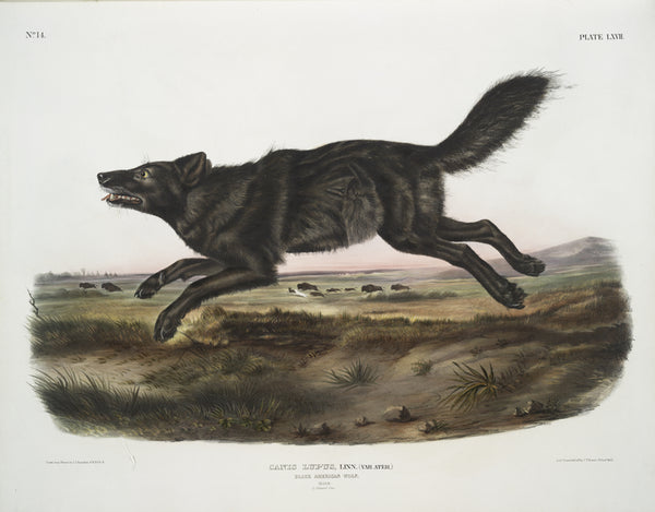 Florida Black Wolf Audubon