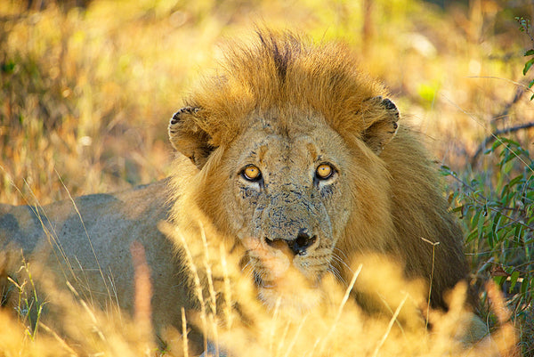 African Lion photographed by Shannon Wild