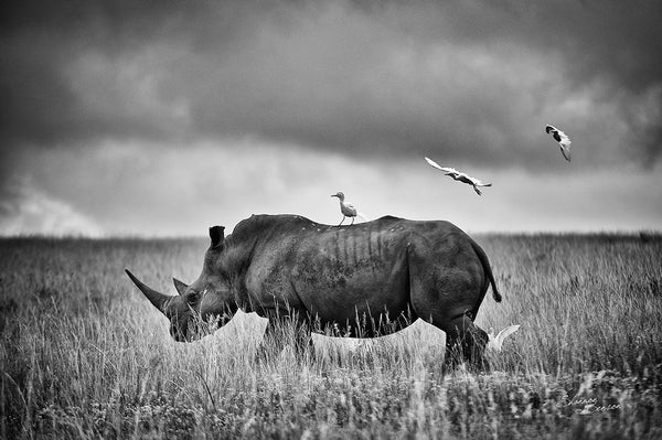 Rhino photographed by Shannon Wild