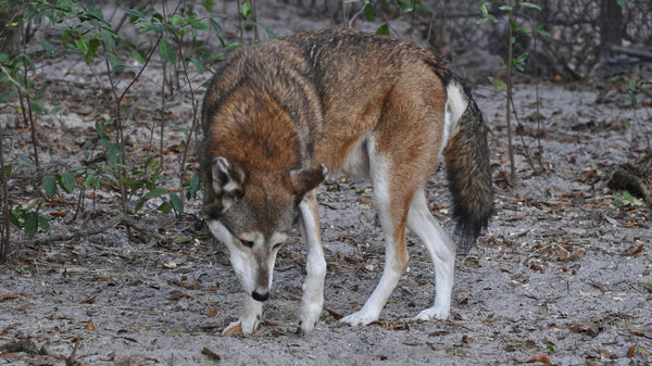 Red Wolf - Lowry Park Zoo