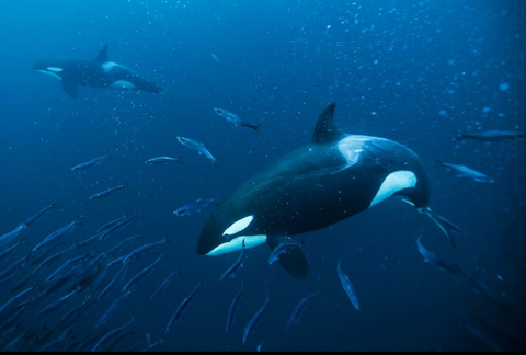 Sea Legacy (Photo by Paul Nicklen, @paulnicklen )