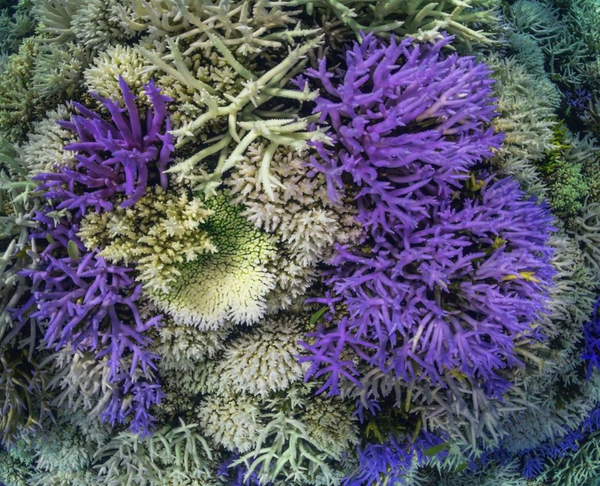 Coral Bleaching and Fluorescing with Glowing Gone and the Ocean Agency