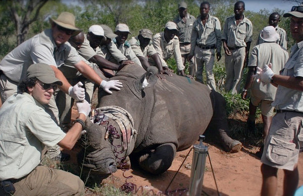 Rhino Rescue Team in Action