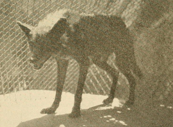Florida Black Wolf photograph