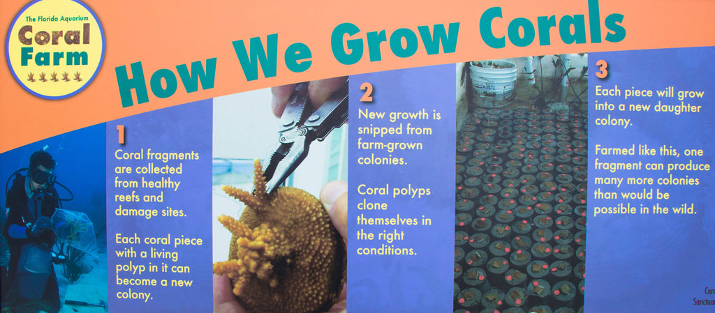 How We Grow Corals Infograph