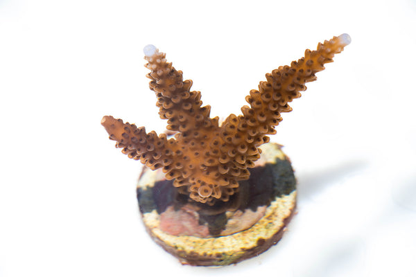 A close up of the Staghorn Coral clone 