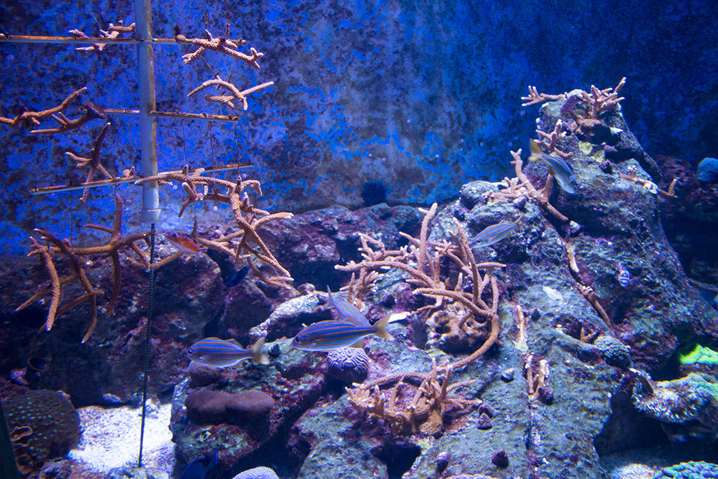 Staghorn Coral from our Farm