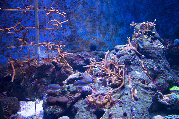 Staghorn Coral grown at The Florida Aquarium