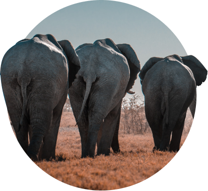 Lieferung zum Direktimportpreis Elephant Tracking Bracelet | Bracelet Expedition The | Fahlo
